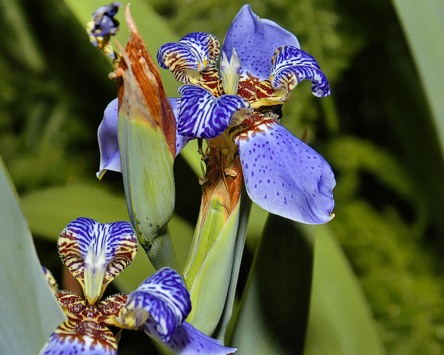 Walking Iris – National Arboretum, Washington DC