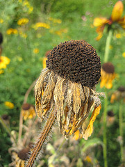 verblühte Rudbeckia