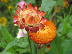 Strohblumen (Helichrysum bracteatum)