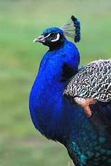 The Pride of the Peacock