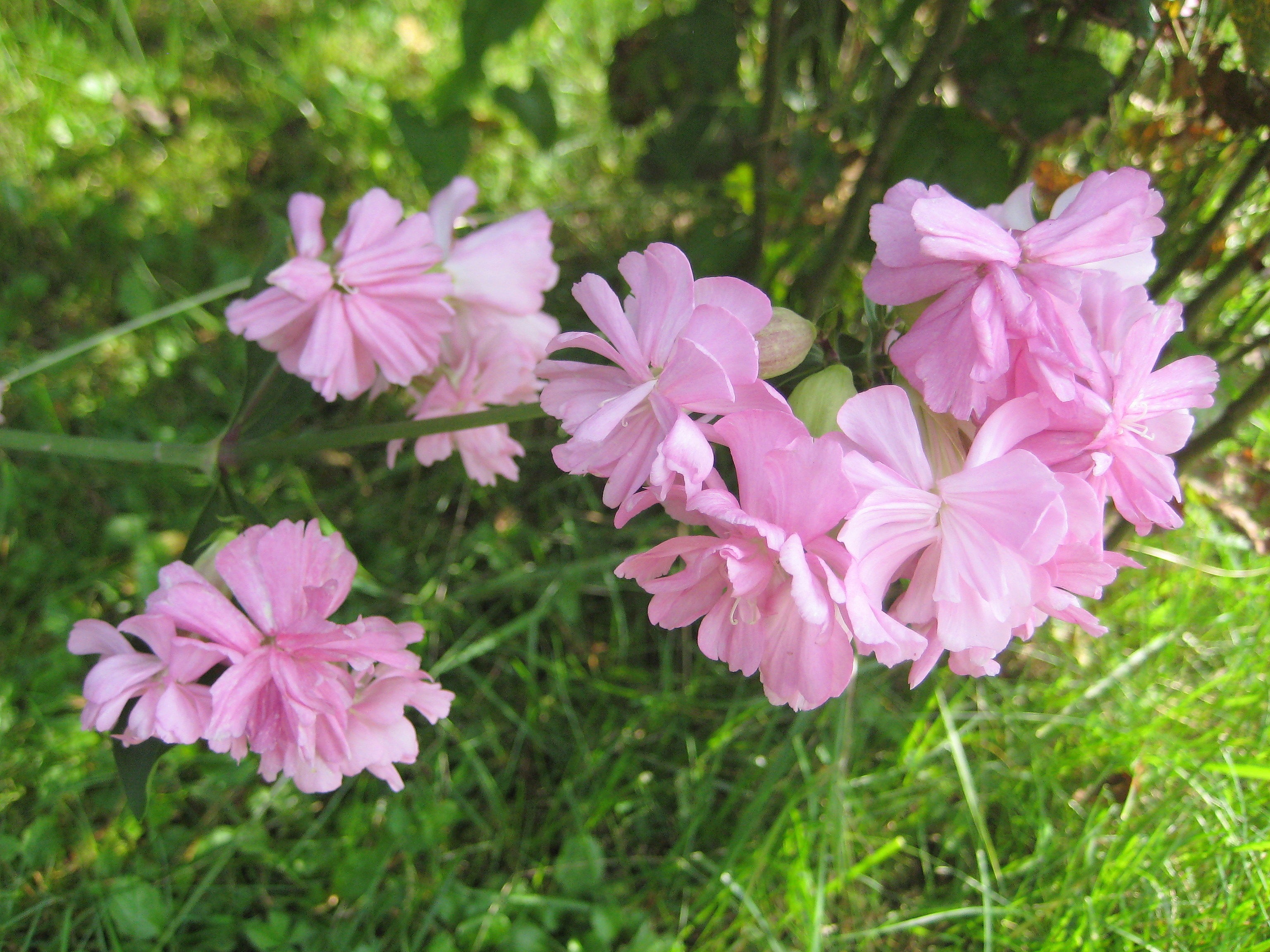 mir unbekannte Blume