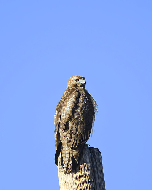 Winter Coat