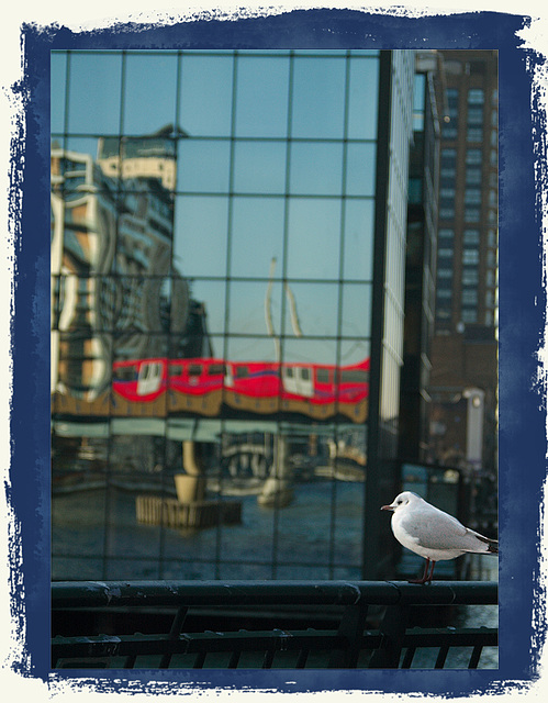 DLR and seagull