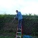 Ad cutting the cypress hedge