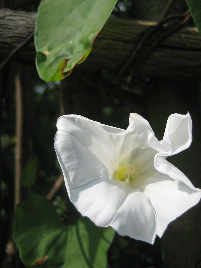 Zaunwinde (Calystegia sepium)