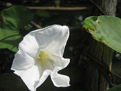 Zaunwinde (Calystegia sepium)