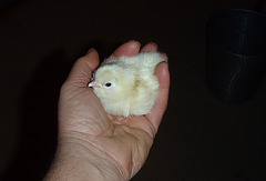 Salmon Faverolles chick at 1 day old