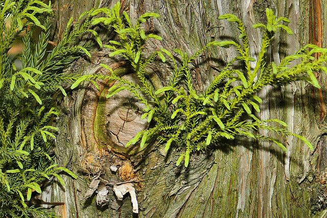 "Sugi" Cypress – National Arboretum, Washington DC