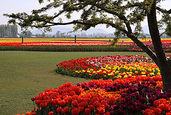 Tulips at Roozengaarde