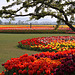 Tulips at Roozengaarde