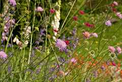 June in the garden