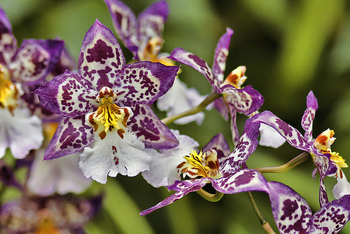 Forked Tongues – Phipps Conservatory, Pittsburgh, Pennsylvania