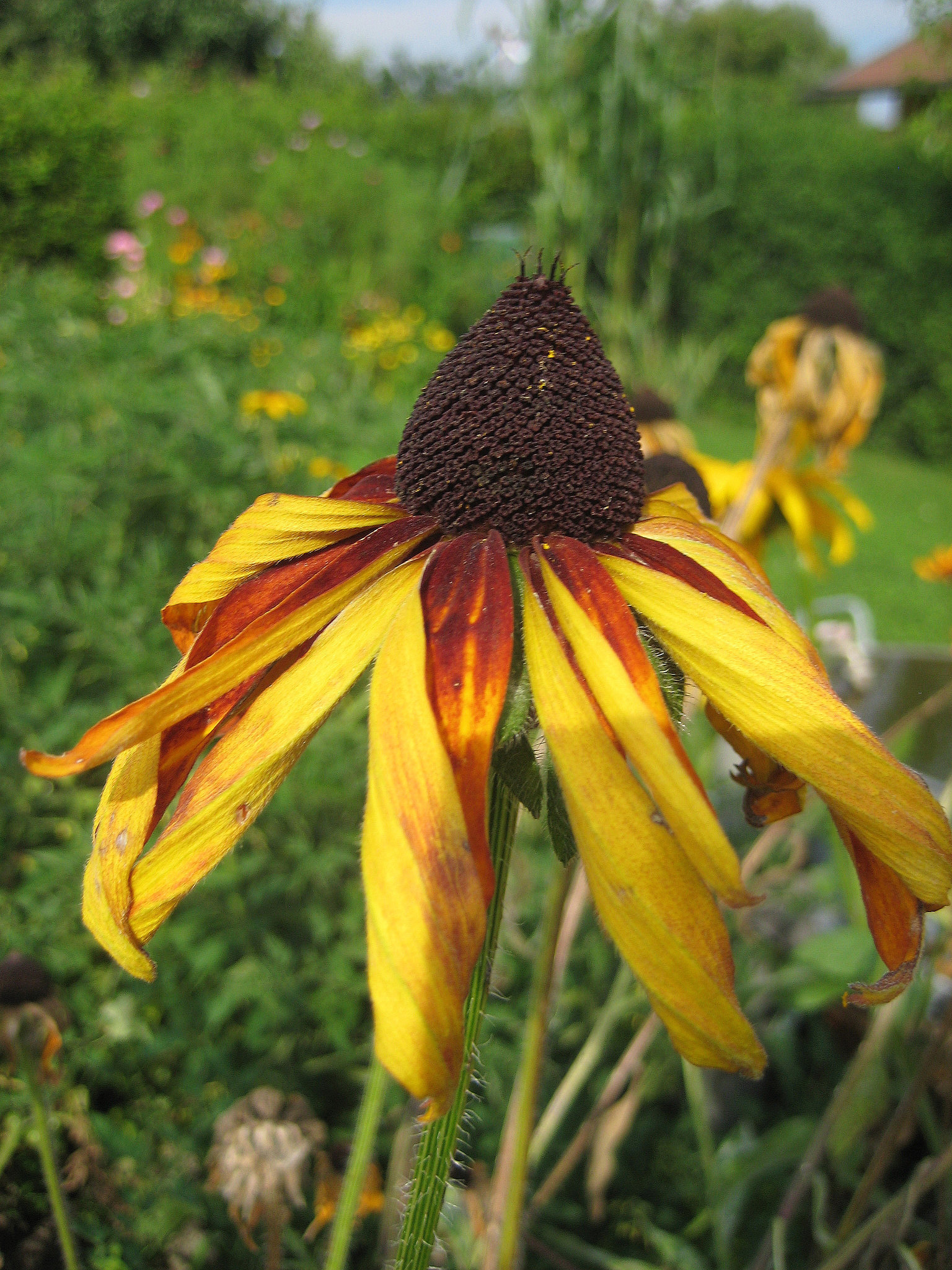 verblühende Rudbeckia