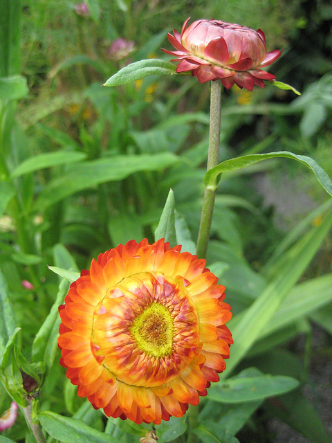 Strohblumen (Helichrysum bracteatum)