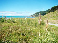 Te Araroa coast scene