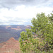 grand canyon 298