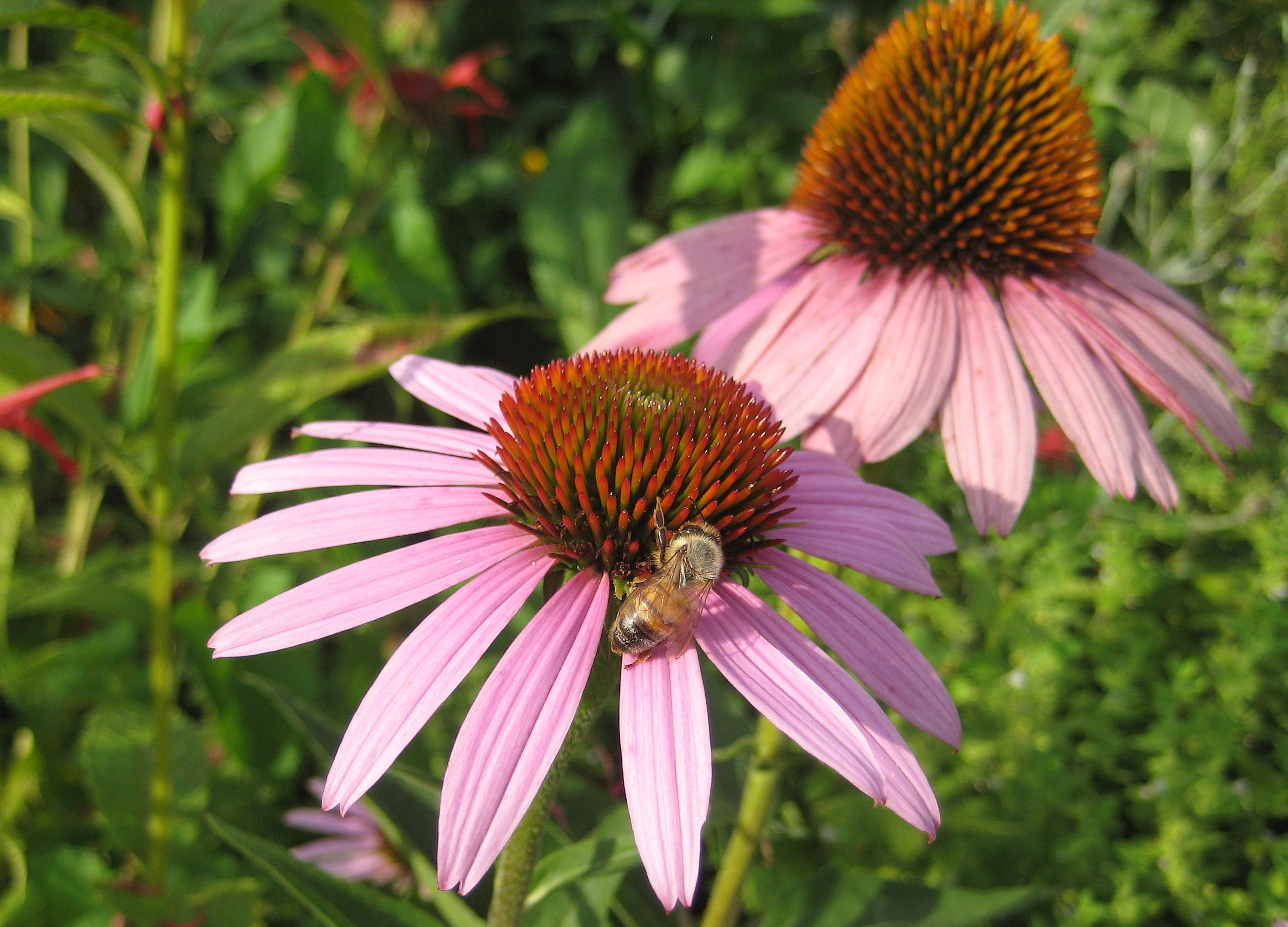Sonnenhut (Echinacea purpurea)