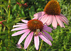 Sonnenhut (Echinacea purpurea)