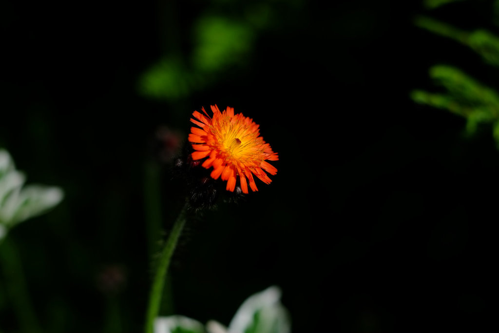 Orange Hawkweed