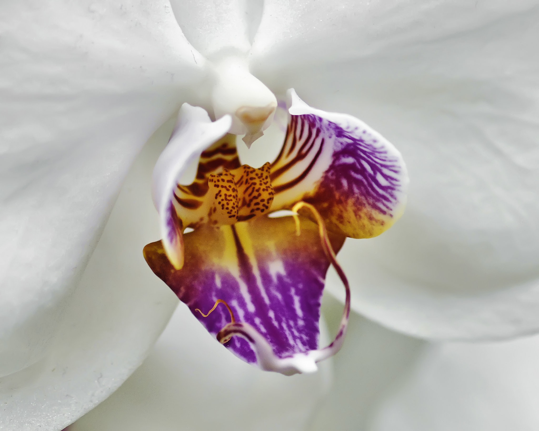 "Crownfox Lemon Ice" Orchid – Phipps Conservatory, Pittsburgh, Pennsylvania