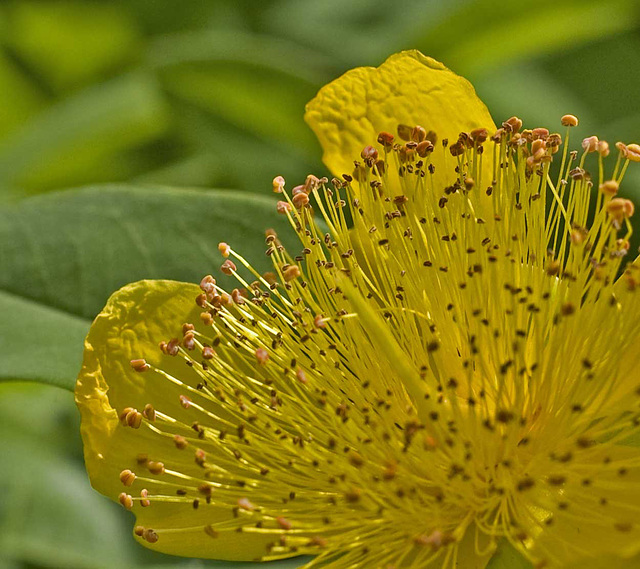 st.johns wort