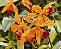 Orange and Red Orchids – Phipps Conservatory, Pittsburgh, Pennsylvania