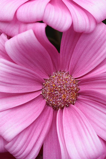 Pretty in Pink