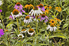 Cone Flowers – Parc des Rapides, Ville LaSalle, Montréal, Québec