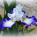 Iris ' Futuriste '