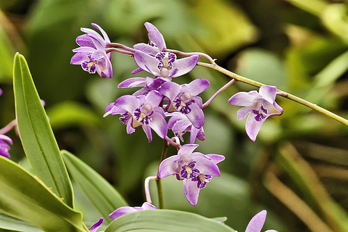 Dendrobium kingianum – Phipps Conservatory, Pittsburgh, Pennsylvania