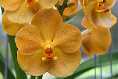 Orange orchid