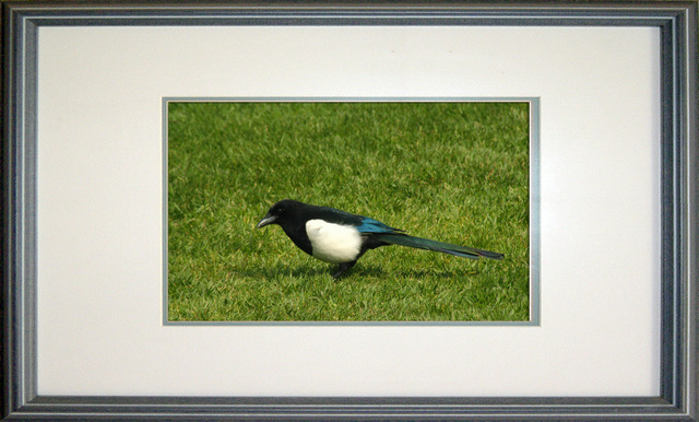 magpie 1