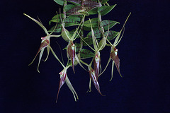 Epidendrum escobarianum