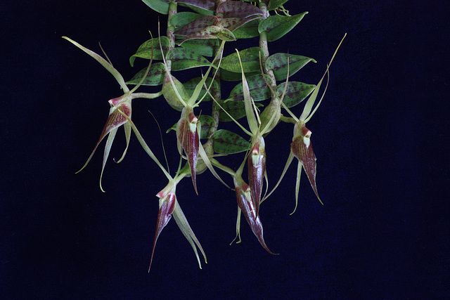 Epidendrum escobarianum