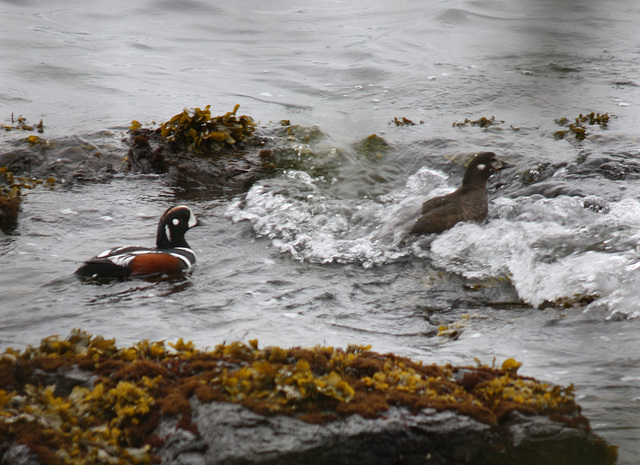 Harlequin Ducks