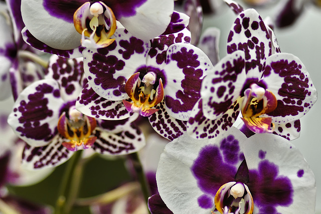 Seeing Spots – Phipps Conservatory, Pittsburgh, Pennsylvania