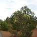 grand canyon 291