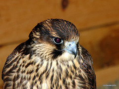 Falcon