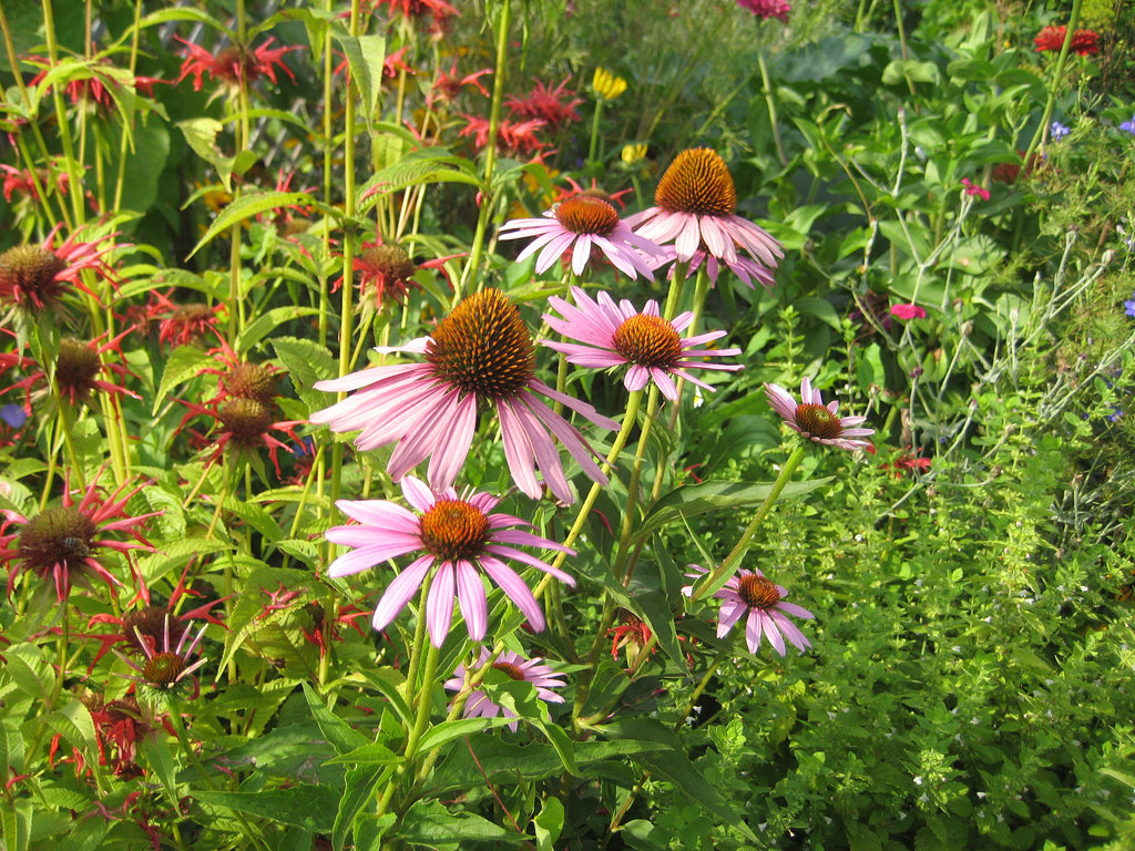 Sonnenhut (Echinacea purpurea)