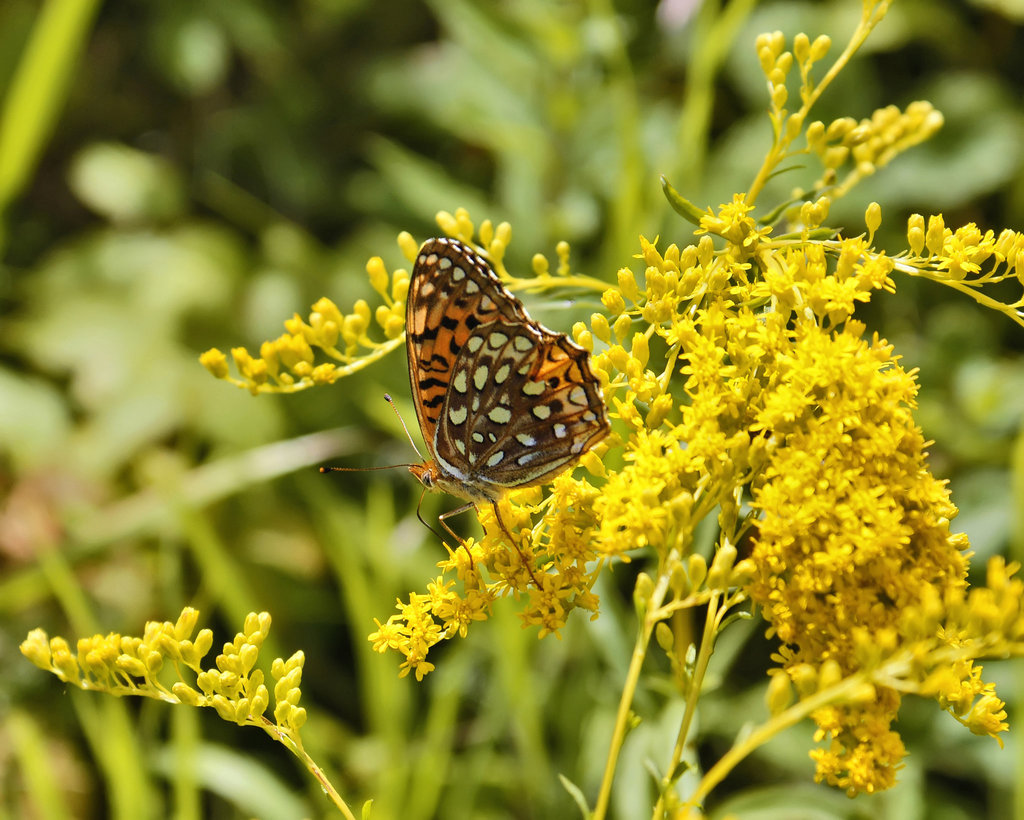 Aphrodite Fritillary? – Franconia Notch, New Hampshire