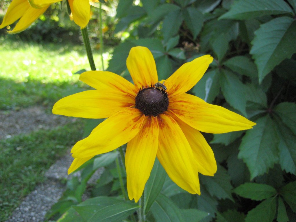 Rudbeckia