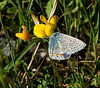 common-blue feeding