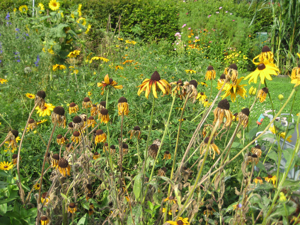 verblühende Rudbeckien