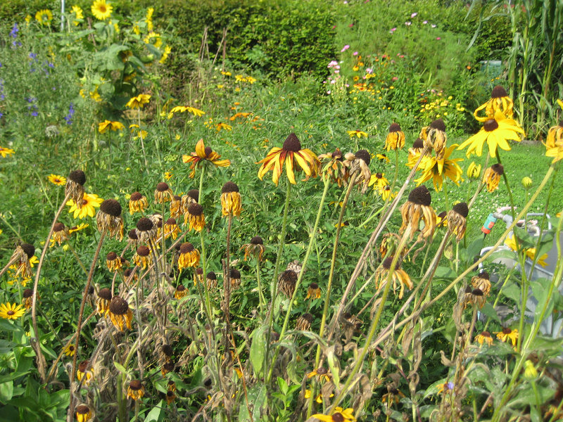 verblühende Rudbeckien