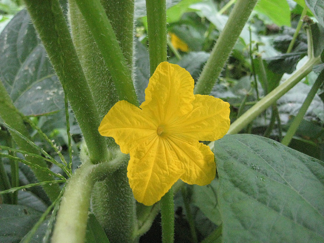 Gurkenblüte (Cucumis sativus)