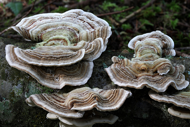 Turkey Tail