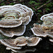 Turkey Tail