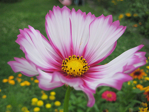 zweifärbige Cosmea / Schmuckkörbchen