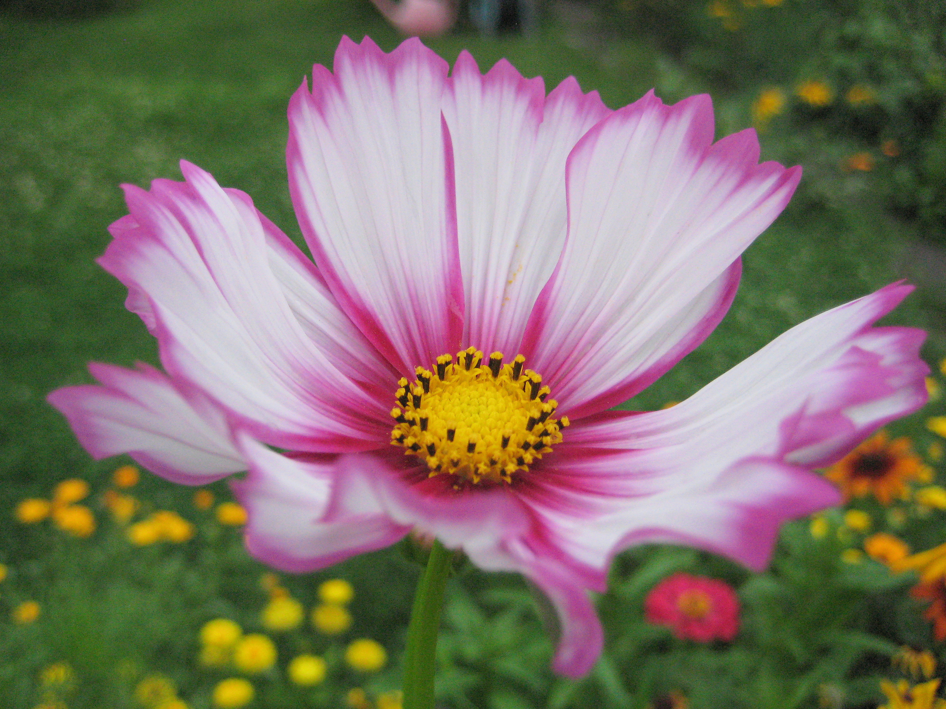 zweifärbige Cosmea / Schmuckkörbchen