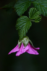 Salmonberry Blossom